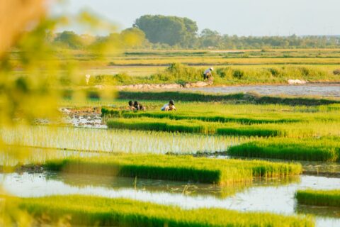 Farmers tending to rice fields, capturing rural agriculture in vibrant green landscapes.
