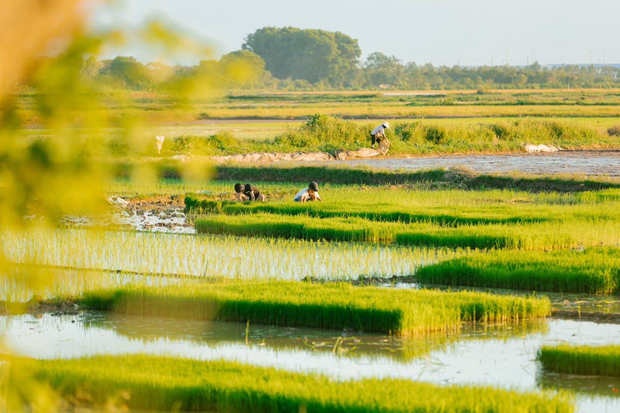 Farmers tending to rice fields, capturing rural agriculture in vibrant green landscapes.